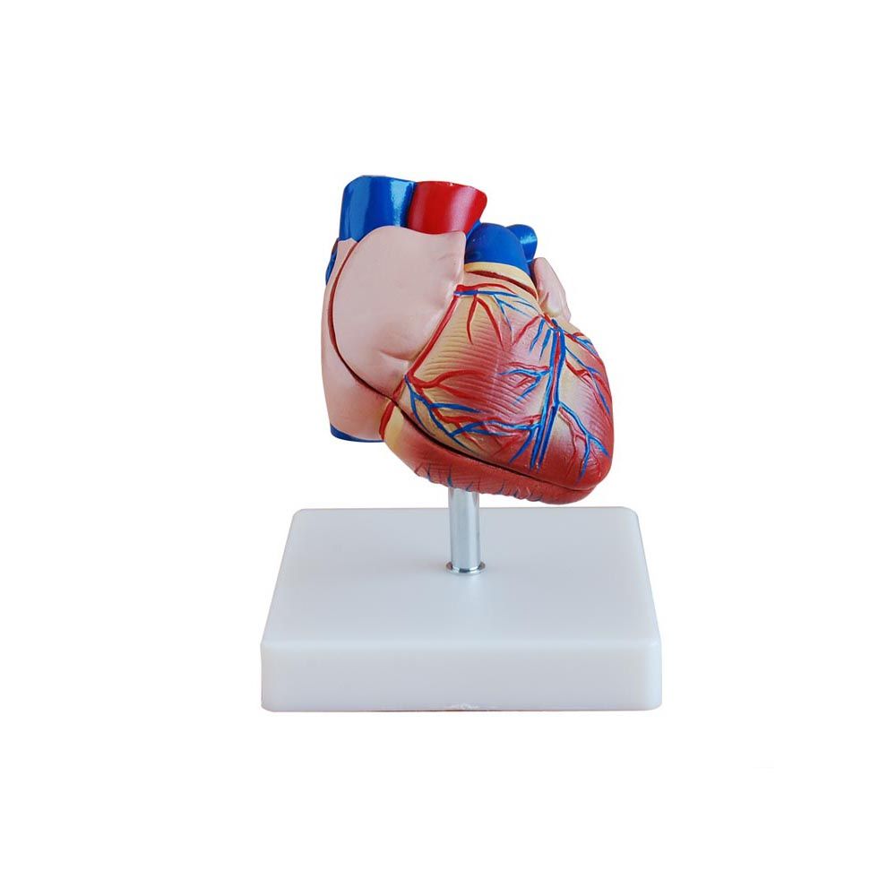A30603 Kalp Modeli Gelişmiş 2 Parça | anatomia